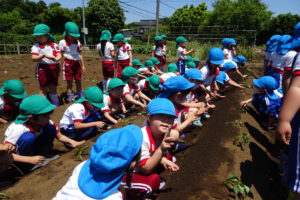 さつまいもの苗植え